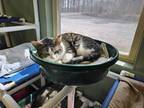 Adopt Cha a Spotted Tabby/Leopard Spotted Domestic Shorthair / Mixed cat in
