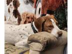 Adopt UT/Ember (Adoption Pending) a White - with Red, Golden