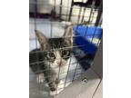 Adopt levi a Brown Tabby Domestic Shorthair / Mixed Breed (Medium) / Mixed