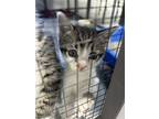 Adopt loki a Brown Tabby Domestic Shorthair / Mixed Breed (Medium) / Mixed