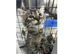 Adopt lily a Brown Tabby Domestic Shorthair / Mixed Breed (Medium) / Mixed