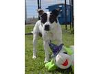 Adopt 24-079D Amigo a Black Australian Cattle Dog / Mixed Breed (Medium) / Mixed