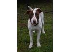 Adopt 23-617D Milo a Tan/Yellow/Fawn Pointer / Mixed Breed (Medium) / Mixed