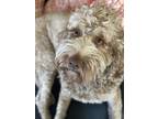 Adopt Rooney a Red/Golden/Orange/Chestnut Cockapoo / Mixed dog in Saint Charles