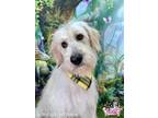 Adopt Dublin a White Poodle (Standard) / Mixed dog in Winchester, KY (40860079)