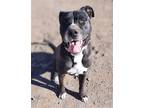 Adopt Fernando a Black - with White American Pit Bull Terrier / Shepherd