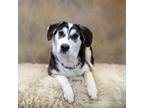 Adopt Mary1 a Tricolor (Tan/Brown & Black & White) Husky / Mixed Breed (Medium)