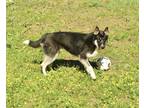 Adopt Jake Adotpion Pending a Black - with White Husky / Mixed Breed (Medium) /