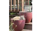 Adopt Franklin a Tan or Fawn (Mostly) Siamese / Mixed (medium coat) cat in