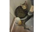Adopt Savior a Gray or Blue American Shorthair / Mixed (short coat) cat in