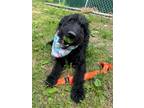 Adopt Wallaby a Black Labradoodle / Mixed dog in Sweetwater, TN (41303845)