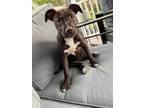 Adopt Blanche - Natick, MA a Black - with White Catahoula Leopard Dog / Labrador