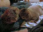 Adopt Linky (f) & Rinky (m) a Brown Tabby Domestic Shorthair / Mixed cat in