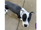 Adopt Lucy - Westport, MA a Black - with White American Staffordshire Terrier /