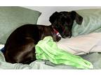 Adopt KAYLA a Labrador Retriever / Mixed Breed (Medium) / Mixed dog in
