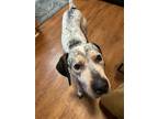 Adopt Riley a Bluetick Coonhound / Catahoula Leopard Dog / Mixed dog in