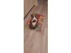 Adopt Albert a Black & White or Tuxedo American Shorthair / Mixed (medium coat)