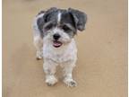Adopt Zara a Shih Tzu / Mixed dog in Toms River, NJ (41334532)
