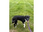Adopt Praline a American Pit Bull Terrier / Mixed dog in Tiffin, OH (41438538)