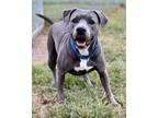 Adopt Denali a American Pit Bull Terrier / Mixed dog in Tiffin, OH (41438537)