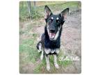Adopt Stella Bella a Mixed Breed (Medium) / Husky / Mixed dog in Ocala