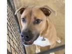 Adopt Bruno aka rowland pup 1 a Mixed Breed (Medium) / Mixed dog in St