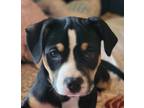 Adopt Cleo a Terrier (Unknown Type, Small) / Mixed Breed (Medium) / Mixed dog in