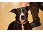 Adopt Nellie a Terrier (Unknown Type, Small) / Mixed dog in West Union
