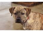 Adopt Brook a Terrier (Unknown Type, Small) / Mixed dog in West Union