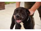 Adopt Hambone a Terrier (Unknown Type, Small) / Mixed dog in West Union
