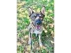 Adopt Josiah a Brown/Chocolate - with Tan Akita / Shepherd (Unknown Type) /