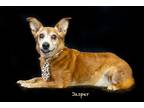 Adopt Jasper a Red/Golden/Orange/Chestnut Corgi / Mixed dog in Hot Springs