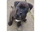 Adopt Motown a Boxer / Mixed Breed (Medium) / Mixed dog in Warren, MI (41445267)