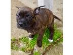 Adopt Lake St.Clair a Boxer / Mixed Breed (Medium) / Mixed dog in Warren