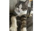Adopt Bruce a Cream or Ivory (Mostly) Ragdoll / Mixed (short coat) cat in Omaha