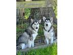 Adopt Mishka a Gray/Silver/Salt & Pepper - with White Alaskan Malamute / Mixed