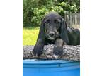 Adopt Shadow a Black Cocker Spaniel / Labradoodle / Mixed dog in Orlando