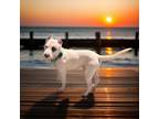 Adopt Sullivan a Dogo Argentino / American Pit Bull Terrier / Mixed dog in
