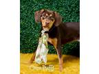 Adopt Chloe Coco Puffs a Beagle / Labrador Retriever / Mixed dog in Hardeeville