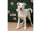 Adopt Autumn Gal a Jack Russell Terrier / Mixed dog in Hardeeville
