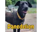 Adopt Danedelion a Great Dane / Mixed Breed (Medium) / Mixed dog in Hillsboro