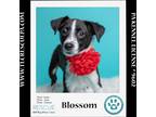 Adopt Blossom 050424 a Black - with White Border Collie dog in Kimberton