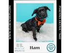 Adopt Ham (Small Fries) 050424 a Black Miniature Poodle / Labrador Retriever dog