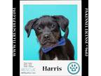 Adopt Harris (Small Fries) 050424 a Miniature Poodle / Labrador Retriever dog in
