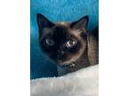 Adopt Bailey - dark purple collar a Siamese / Mixed (short coat) cat in New
