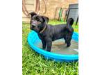 Adopt Stan Man a Black Chow Chow dog in Carrollton, TX (41442149)