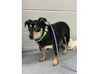 Adopt Chachi~ a Dachshund / Mixed dog in Columbia, TN (39342819)