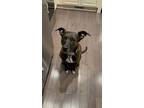 Adopt Ezran Elliott a White Mountain Cur / Mixed dog in Boston, MA (39970739)