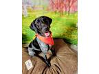 Adopt Maisey a Black - with Gray or Silver German Shorthaired Pointer / Mixed