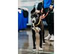 Adopt Levi a Black Siberian Husky / Mixed Breed (Medium) dog in Amherst